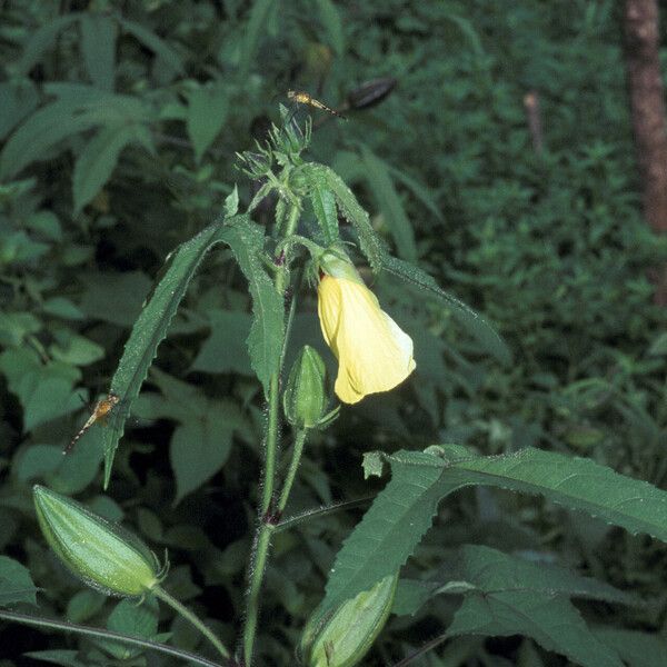 Abelmoschus moschatus Květ