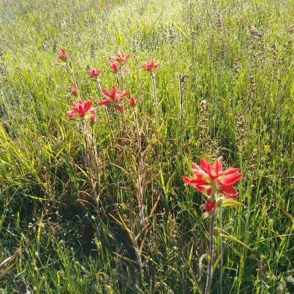 Castilleja indivisa (Texas paintbrush)