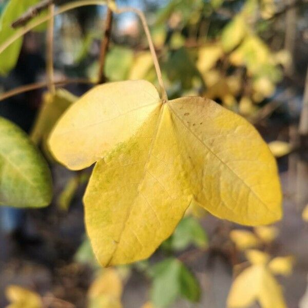 Acer monspessulanum Blatt