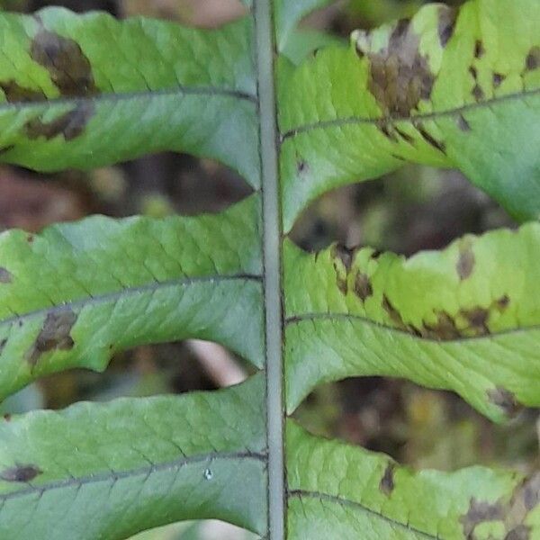 Blechnum laevigatum
