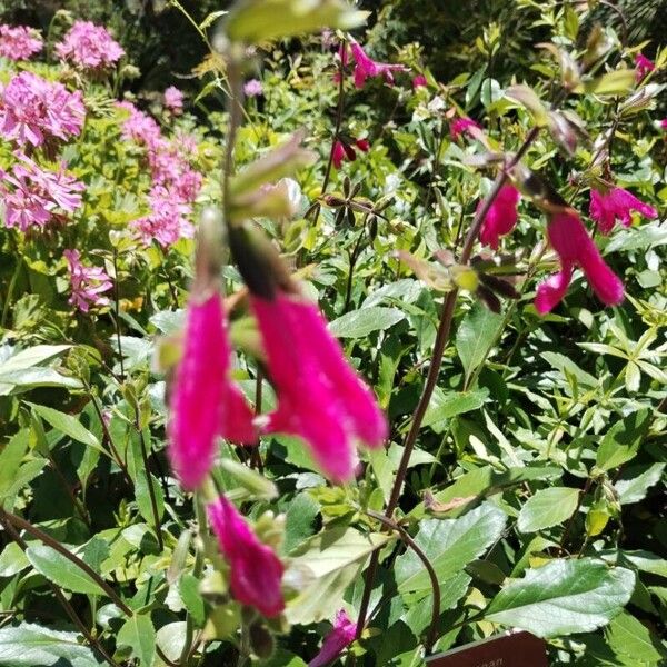 Salvia buchananii Flower