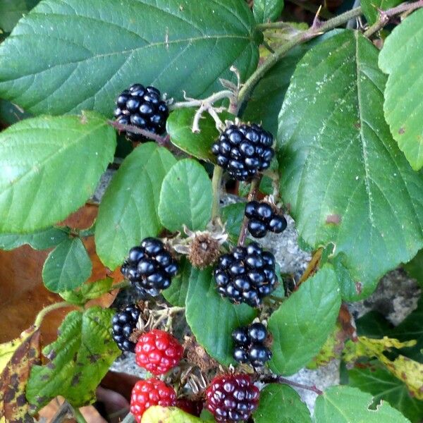 Rubus fruticosus Gyümölcs