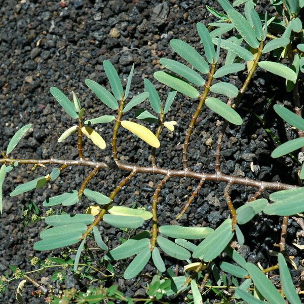 Euphorbia celastroides Агульны выгляд