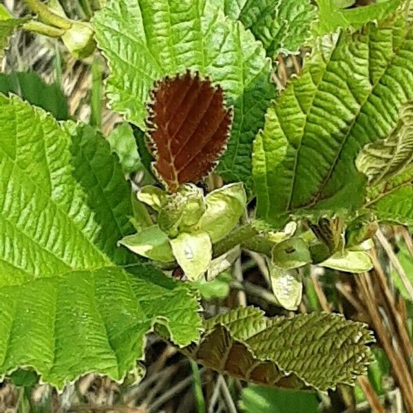 Alnus incana Лист