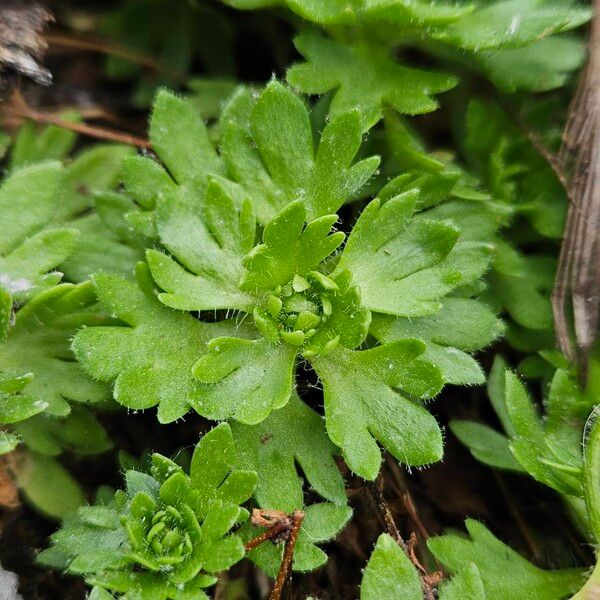 Saxifraga rosacea 葉