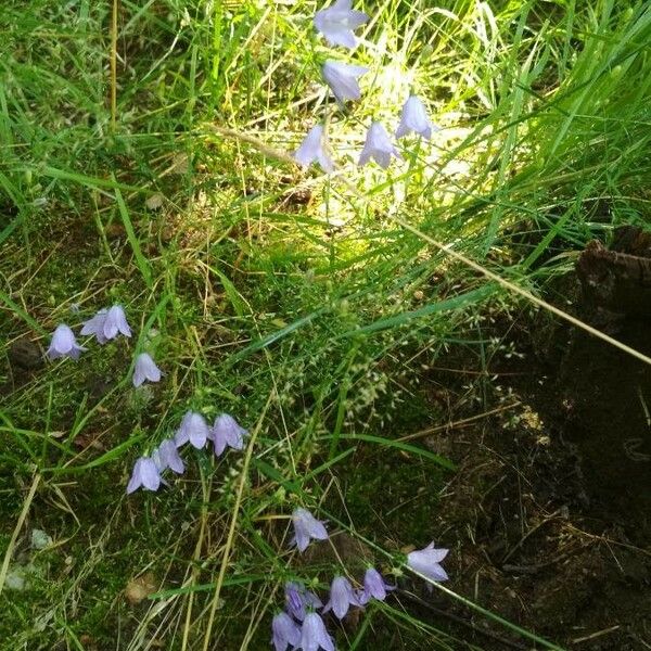 Campanula rotundifolia Habitatea