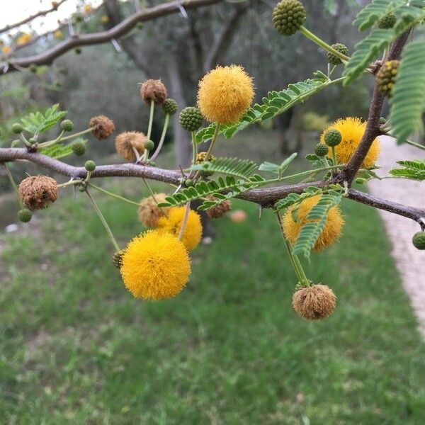 Acacia karroo फूल