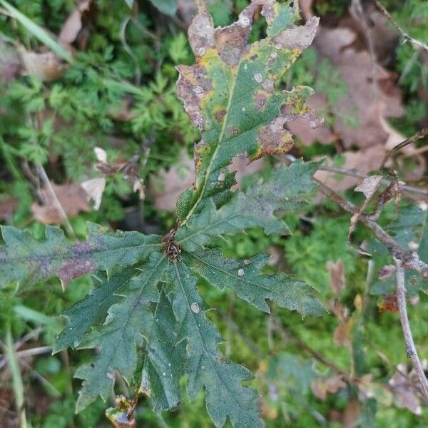 Quercus cerris Lehti