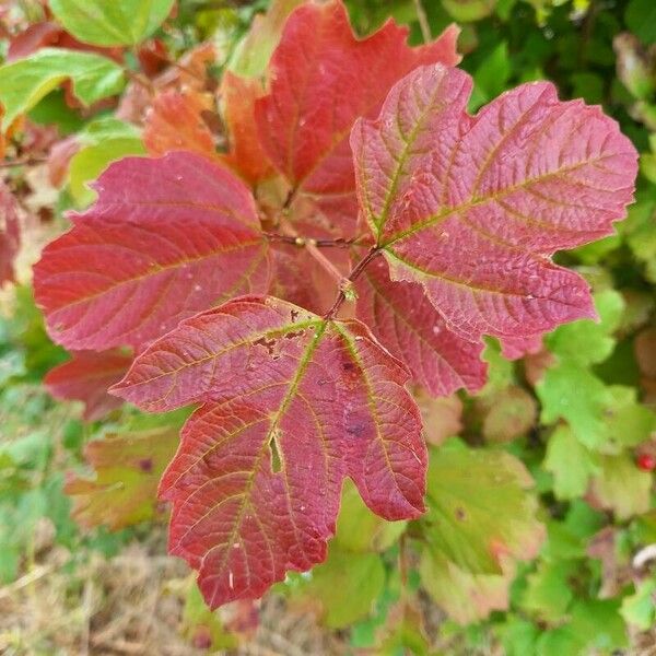 Viburnum opulus Leht