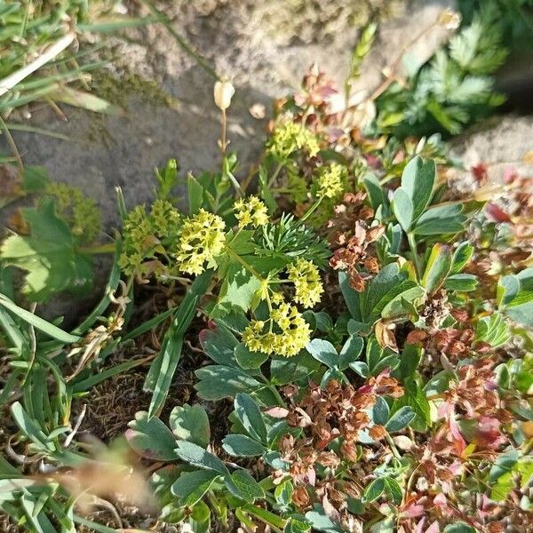 Alchemilla fissa Blomst