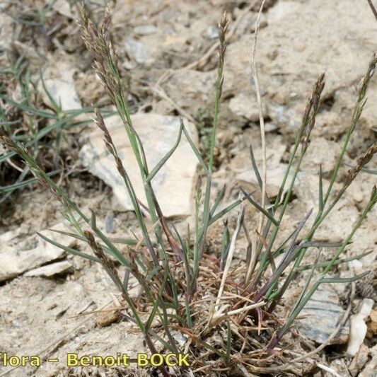 Poa glauca Συνήθη χαρακτηριστικά