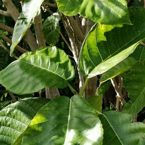 Dendrocnide meyeniana Leaf