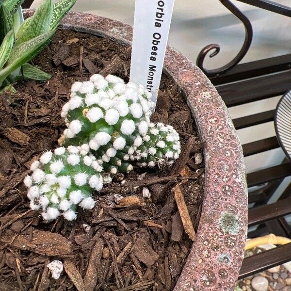 Mammillaria gracilis Hostoa