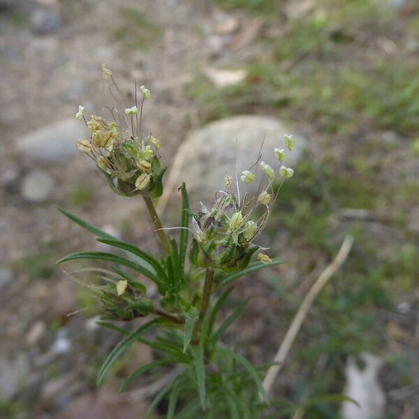 Plantago sempervirens Bloem