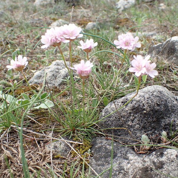 Armeria girardii 整株植物