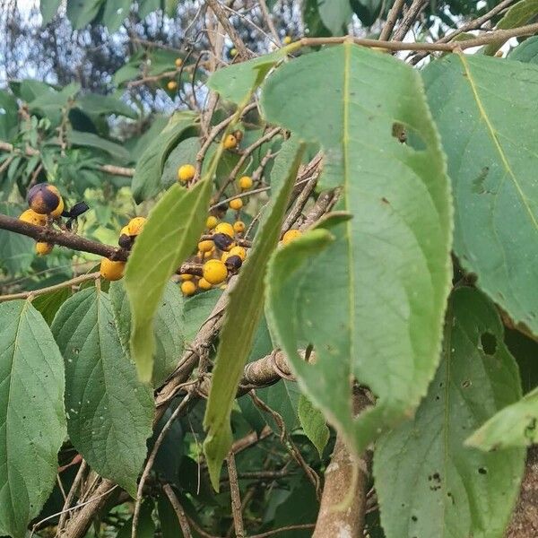 Ehretia acuminata Folla