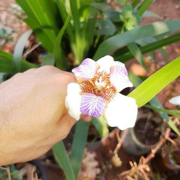 Trimezia gracilis Flor