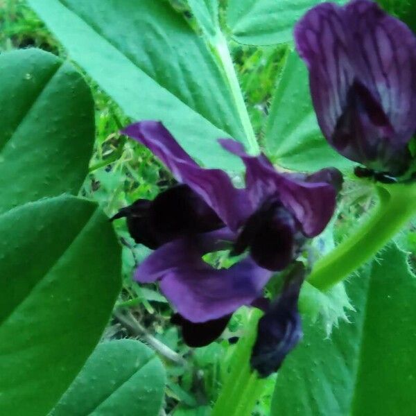 Vicia narbonensis फूल