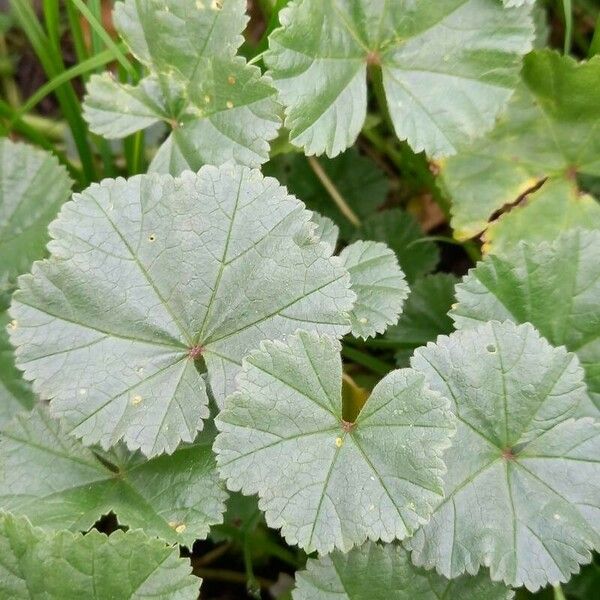 Malva neglecta Lehti