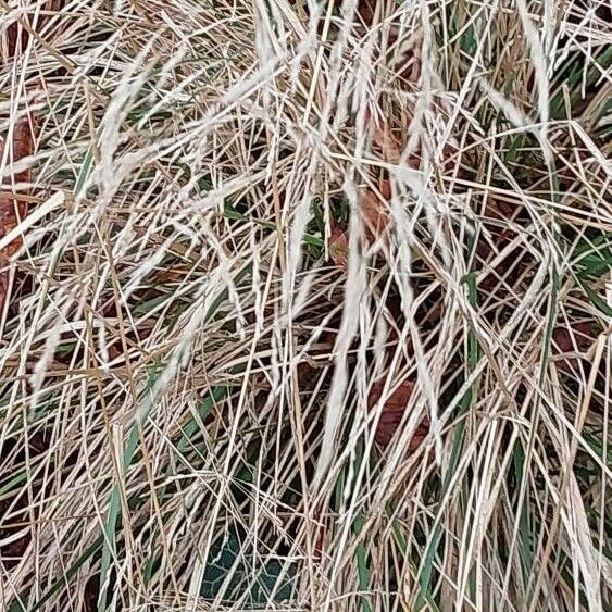 Deschampsia cespitosa Leaf