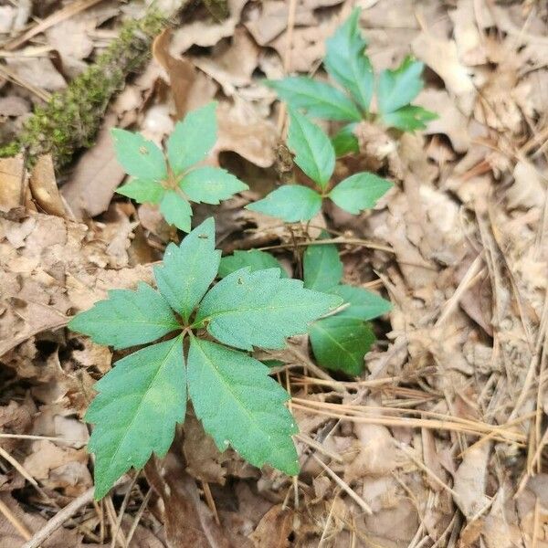 Parthenocissus quinquefolia Листок