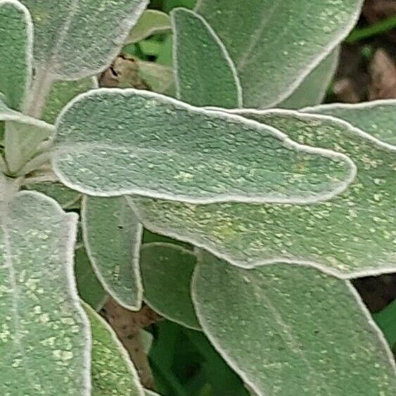 Phlomis purpurea Leaf