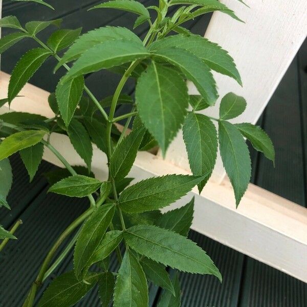 Sambucus canadensis Leaf