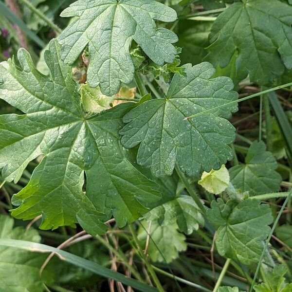 Malva alcea পাতা