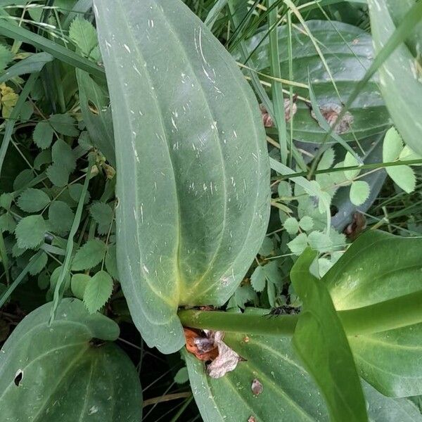 Gentiana lutea Fulla