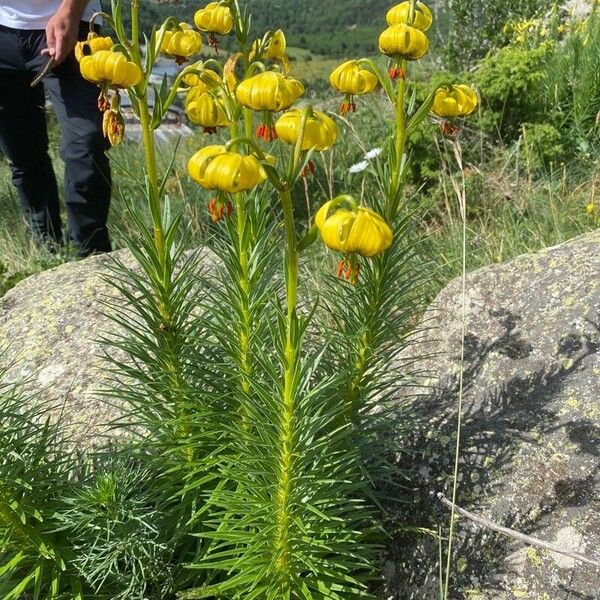 Lilium pyrenaicum その他の提案