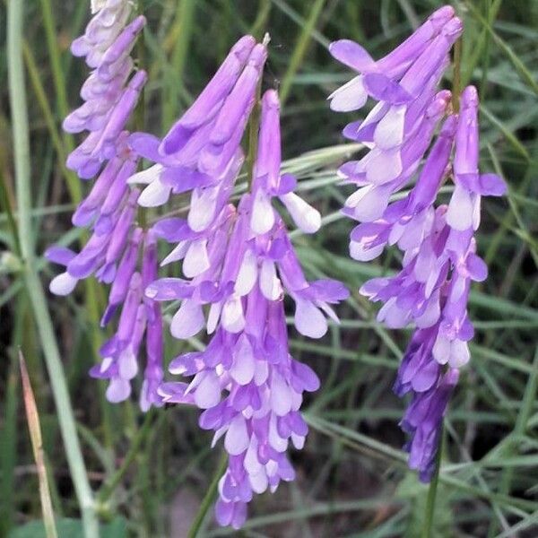 Vicia cracca Flower