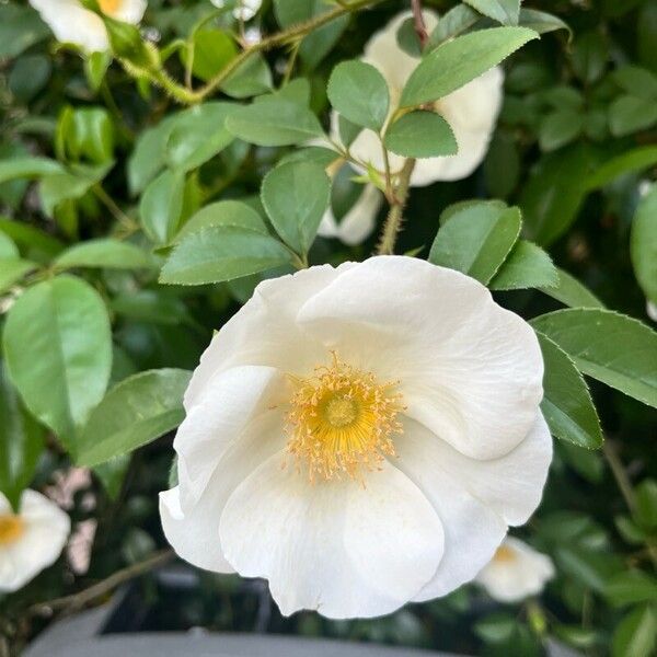 Rosa laevigata 花