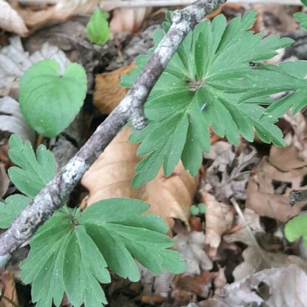 Anemonoides ranunculoides Hoja