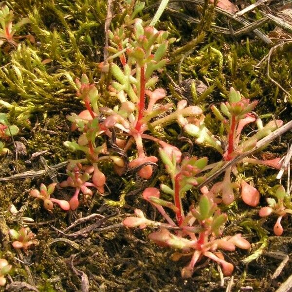 Saxifraga tridactylites Celota