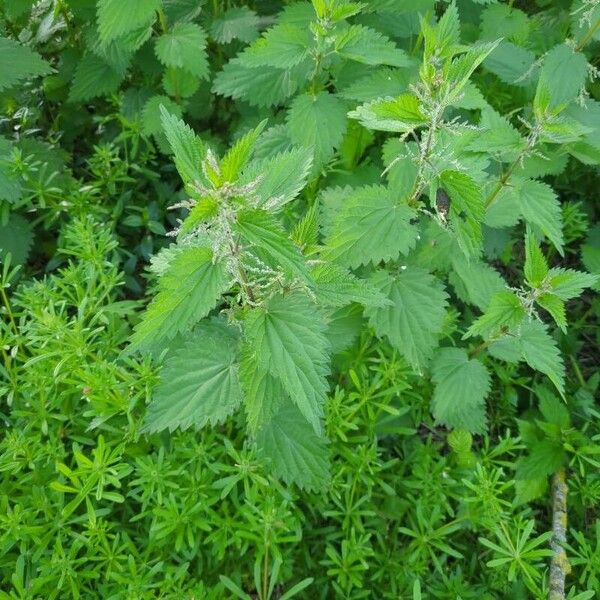 Urtica dioica 葉