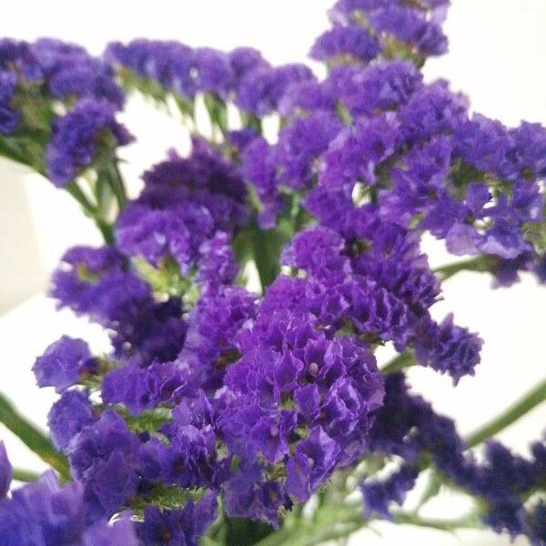 Limonium sinuatum 花