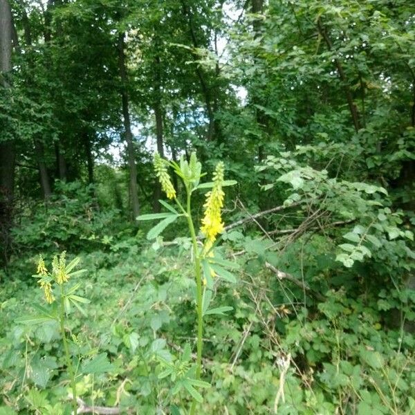 Melilotus indicus Blomst