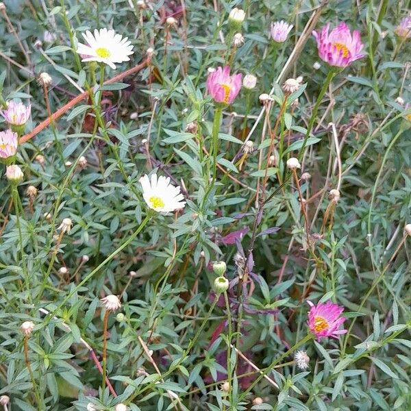 Erigeron karvinskianus Pokrój