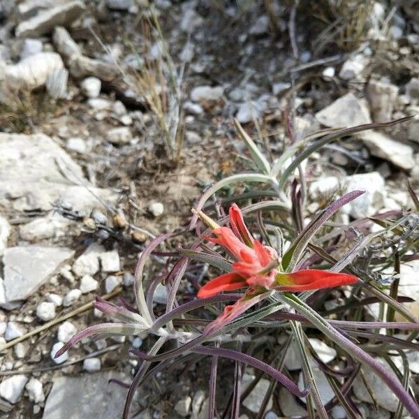 Castilleja miniata Çiçek