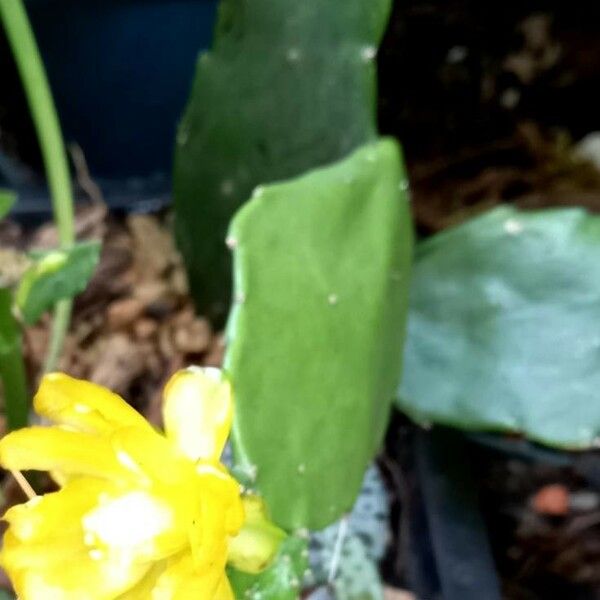 Brasiliopuntia brasiliensis 花