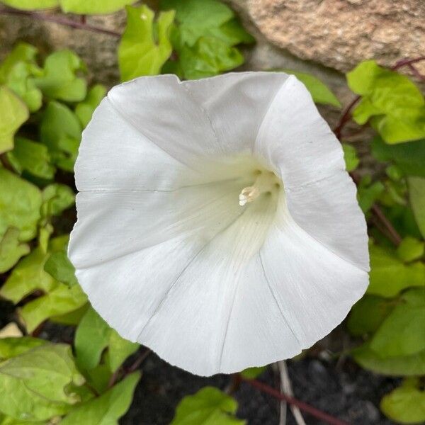 Calystegia silvatica Цвят