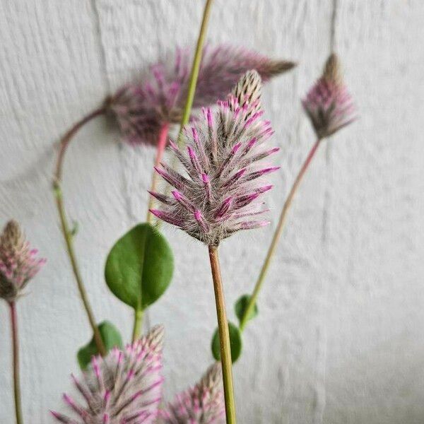 Ptilotus extenuatus Lorea