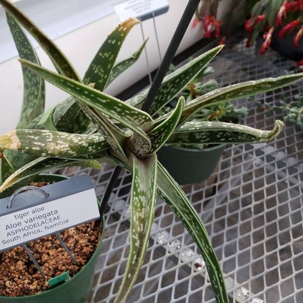 Gonialoe variegata Leaf