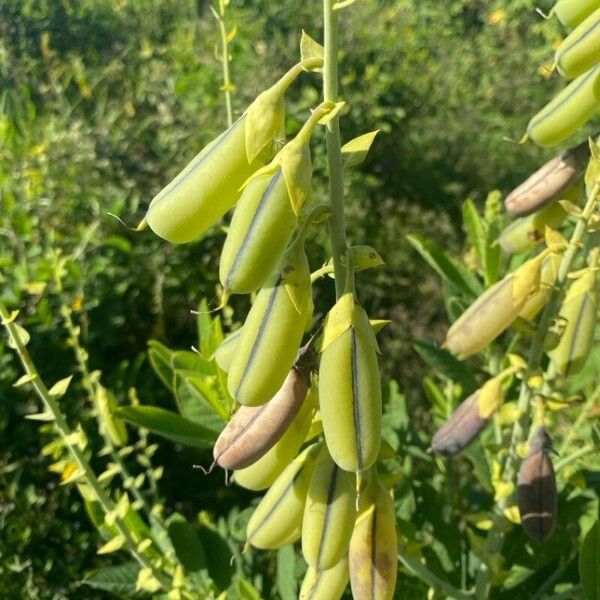 Crotalaria spectabilis Плод