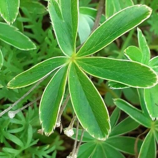 Alchemilla alpina পাতা