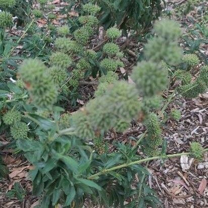 Salvia mellifera Kukka