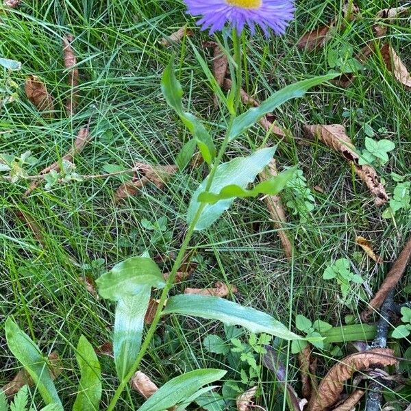 Erigeron speciosus Habitus