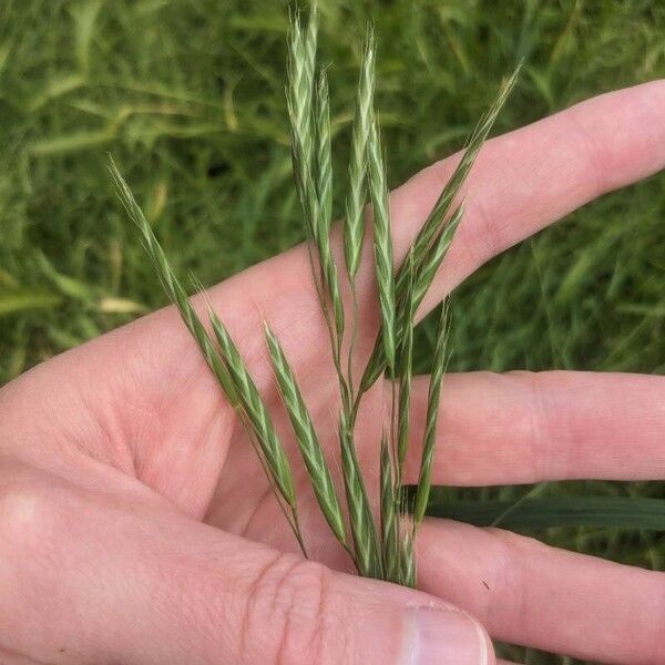 Bromus racemosus Blomst