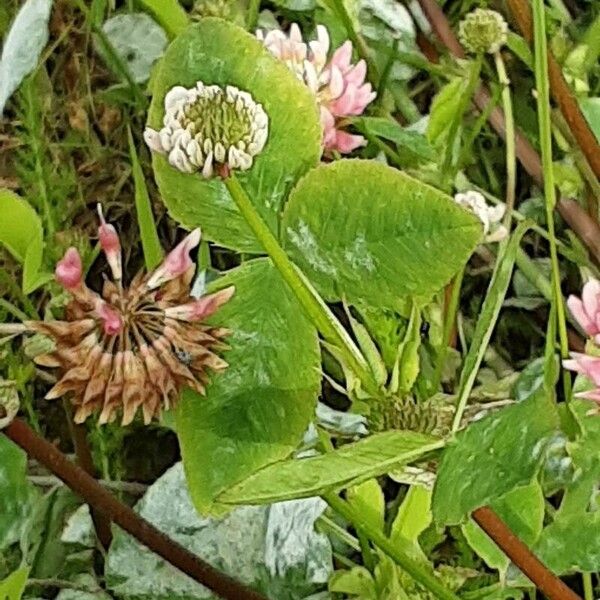 Trifolium hybridum Лист