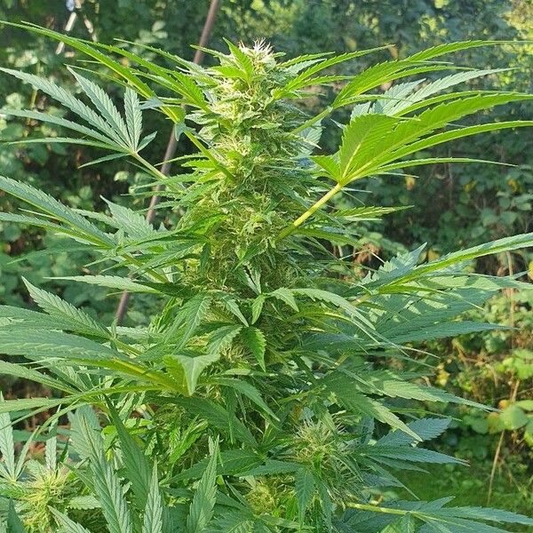 Cannabis sativa Flower